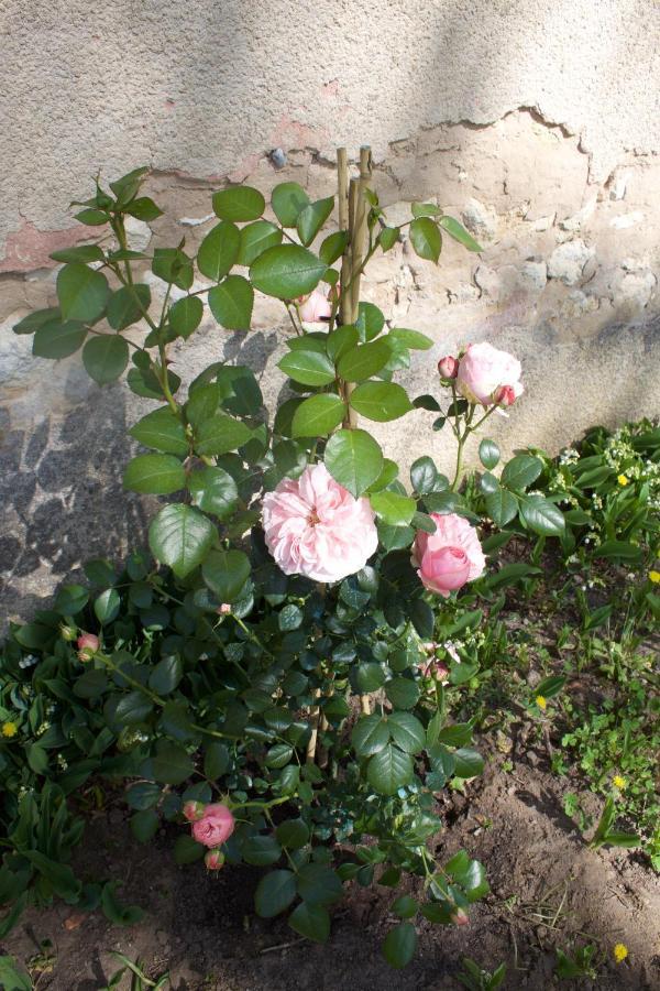 Bed and Breakfast Domaine Cazenave Budos Exterior foto